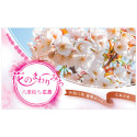 Série Japon BU 2026 - Floraison des Cerisiers à Hiroshima (4)
